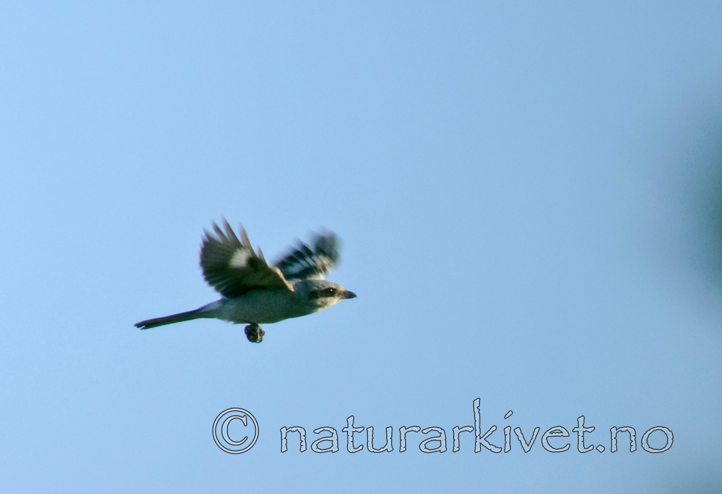 BB 07 0091 / Lanius excubitor / Varsler