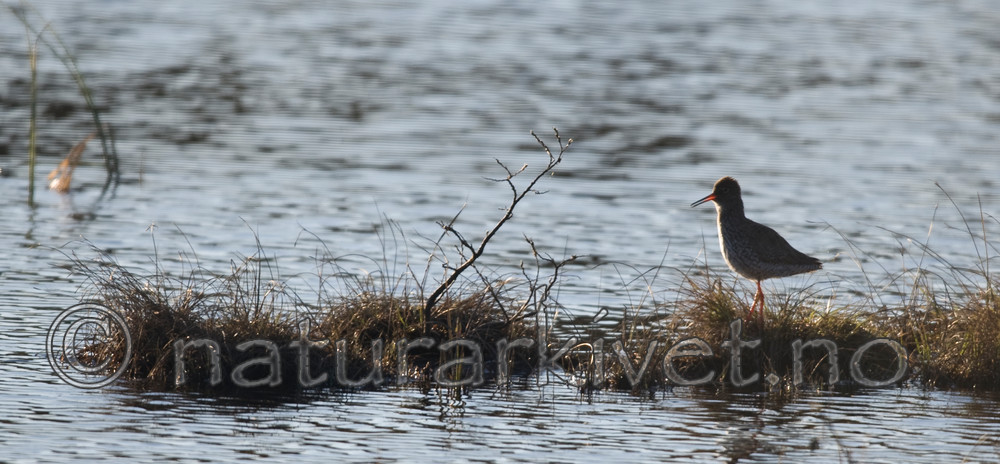 BB 07 0105 / Calidris ferruginea / Tundrasnipe <br /> Tringa totanus / Rødstilk