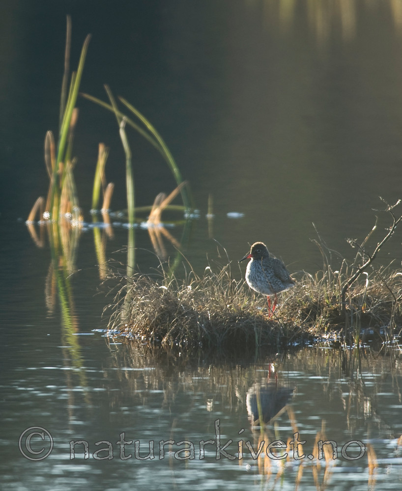 BB 07 0106 / Calidris ferruginea / Tundrasnipe <br /> Tringa totanus / Rødstilk