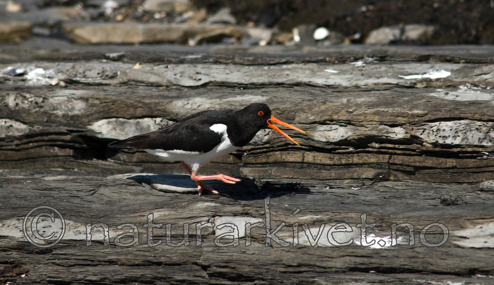 BB 07 0110 / Haematopus ostralegus / Tjeld