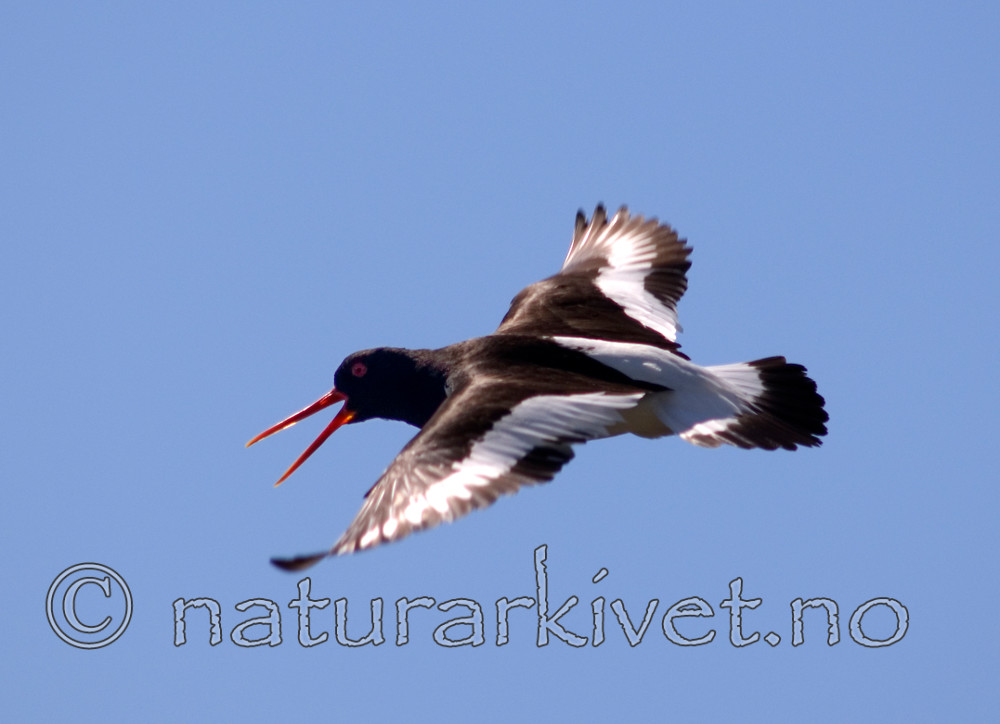 BB 07 0111 / Haematopus ostralegus / Tjeld