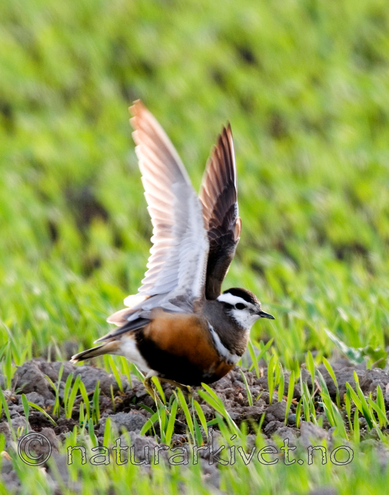 BB 07 0112 / Charadrius morinellus / Boltit