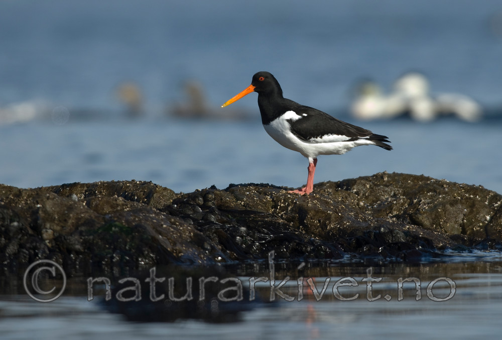 BB 07 0113 / Haematopus ostralegus / Tjeld
