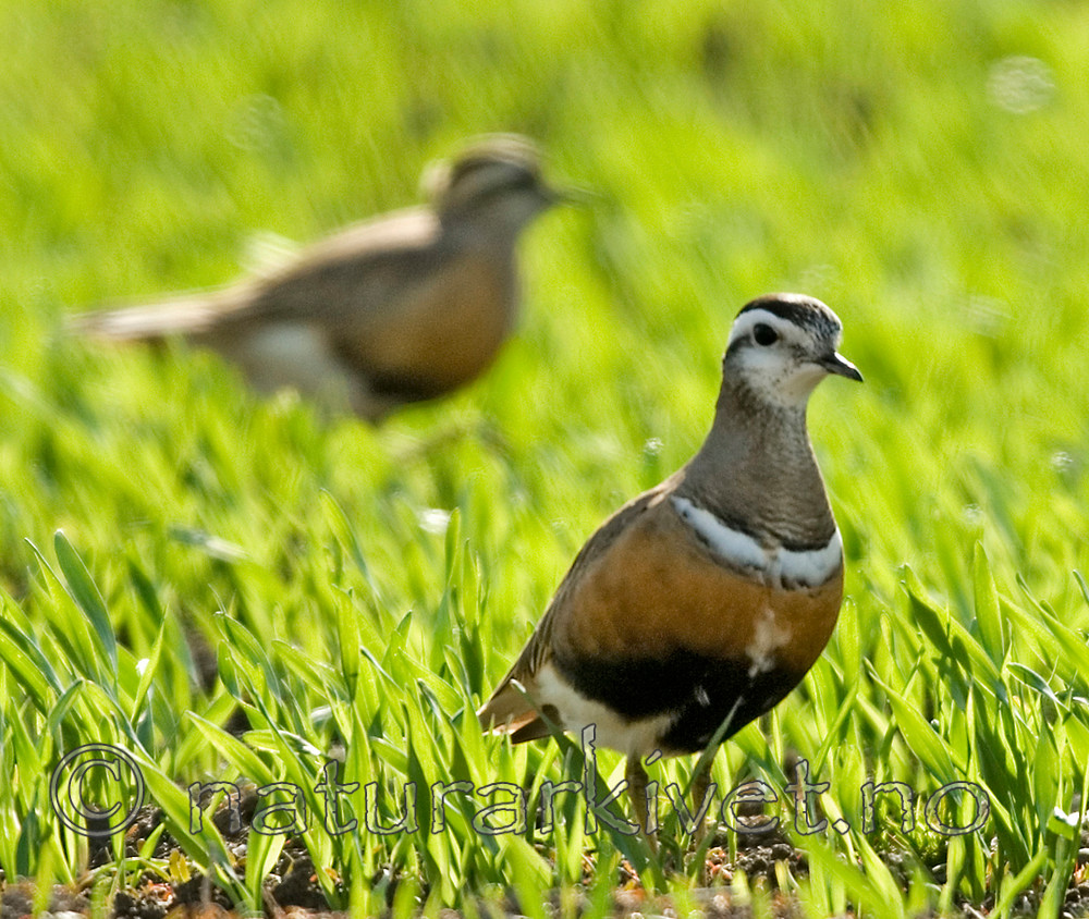 BB 07 0114 / Charadrius morinellus / Boltit