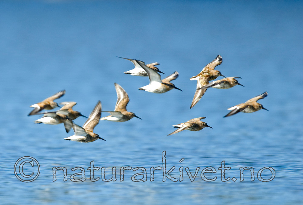 BB 07 0115 / Calidris alpina / Myrsnipe