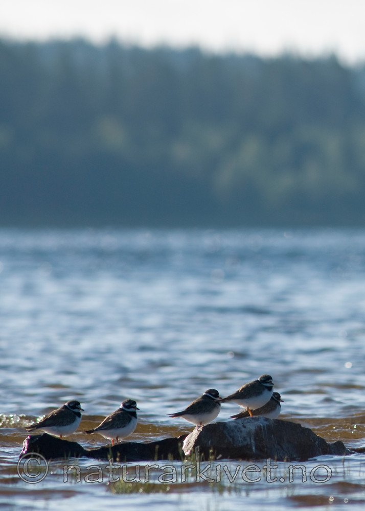 BB 07 0116 / Charadrius hiaticula / Sandlo