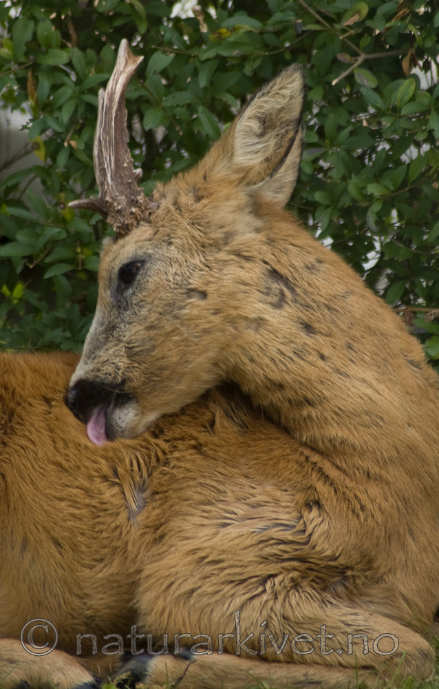 BB 07 0122 / Capreolus capreolus / Rådyr