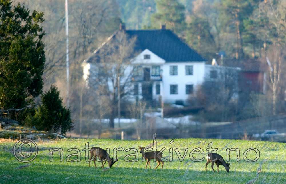 BB 07 0123 / Capreolus capreolus / Rådyr