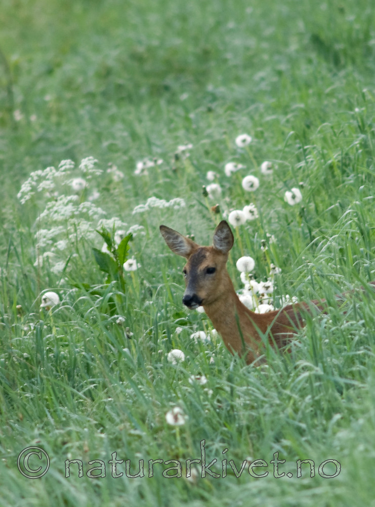 BB 07 0124 / Capreolus capreolus / Rådyr
