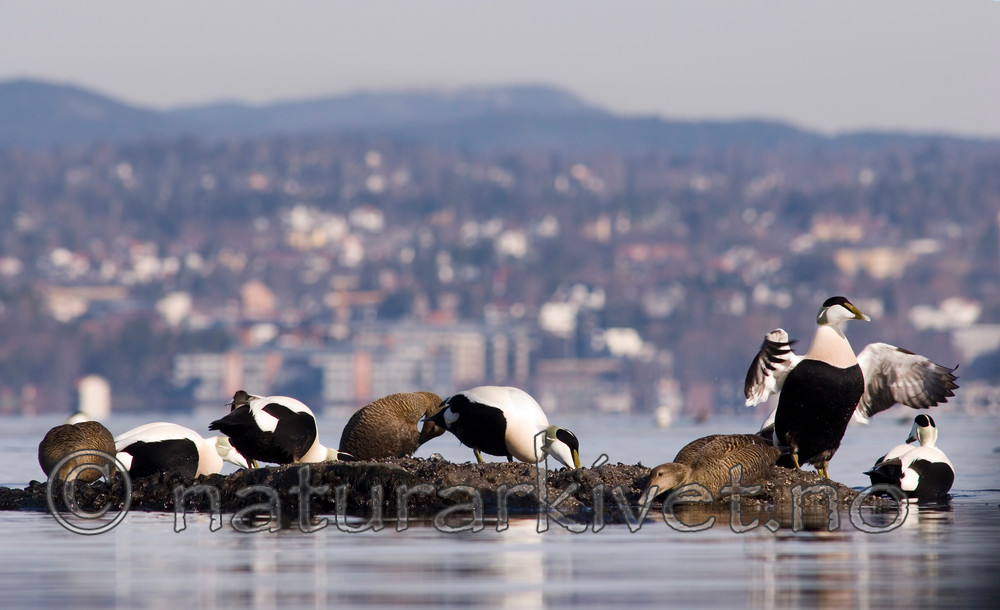 BB 07 0134 / Somateria mollissima / ærfugl