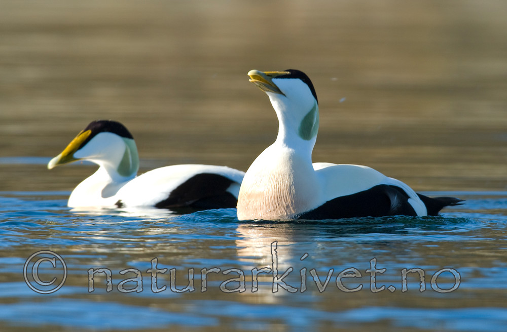 BB 07 0135 / Somateria mollissima / ærfugl