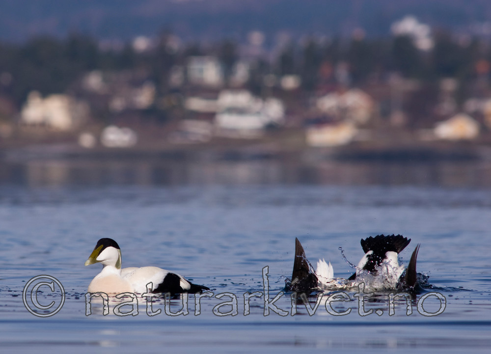 BB 07 0136 / Somateria mollissima / ærfugl