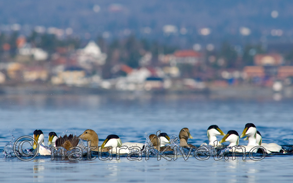 BB 07 0137 / Somateria mollissima / ærfugl