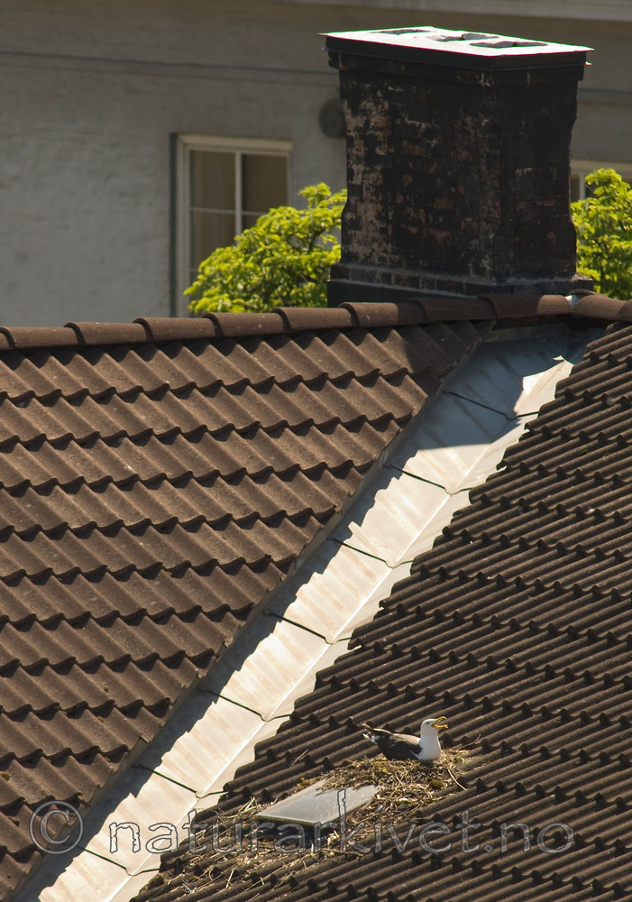 BB 07 0160 / Larus fuscus / Sildemåke