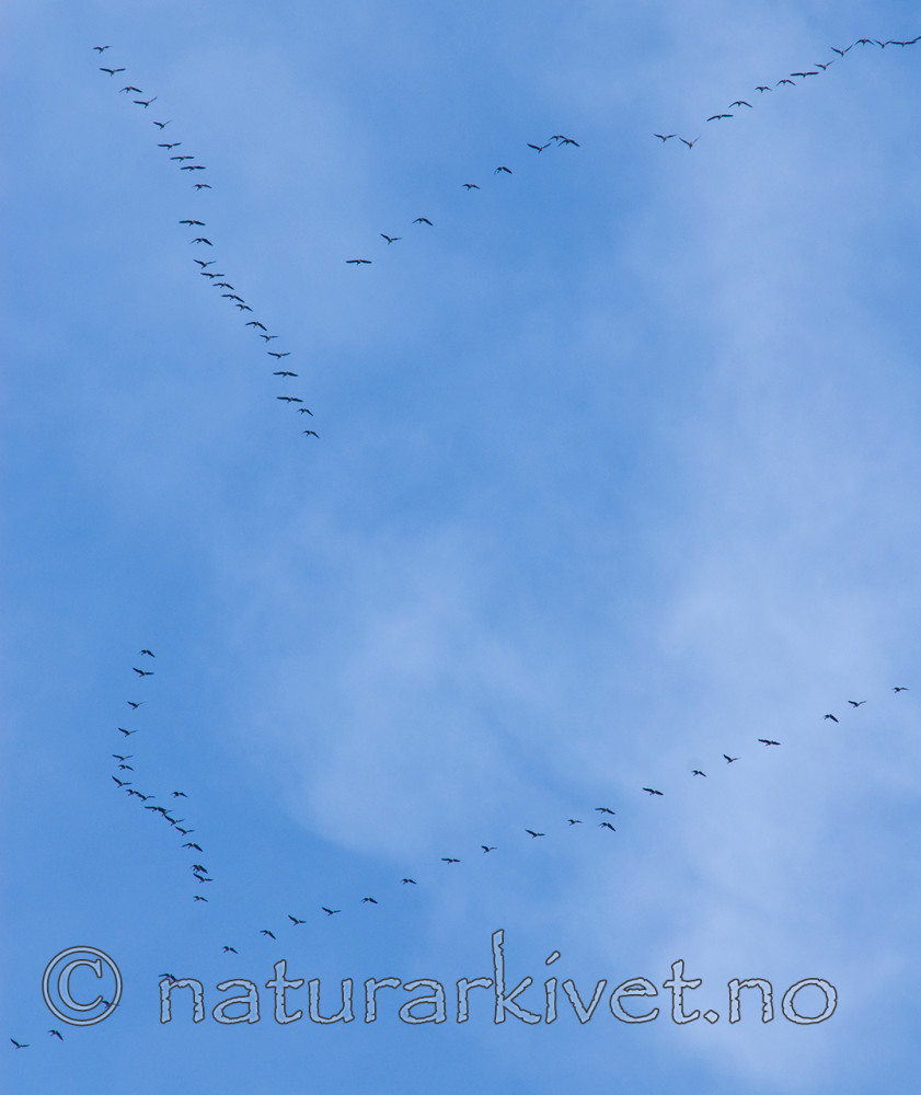 BB 07 0161 / Anser brachyrhynchus / Kortnebbgås