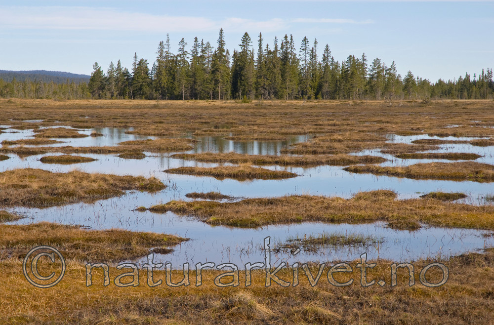 BB 07 0162 / Picea abies / Gran <br /> Podiceps auritus / Horndykker