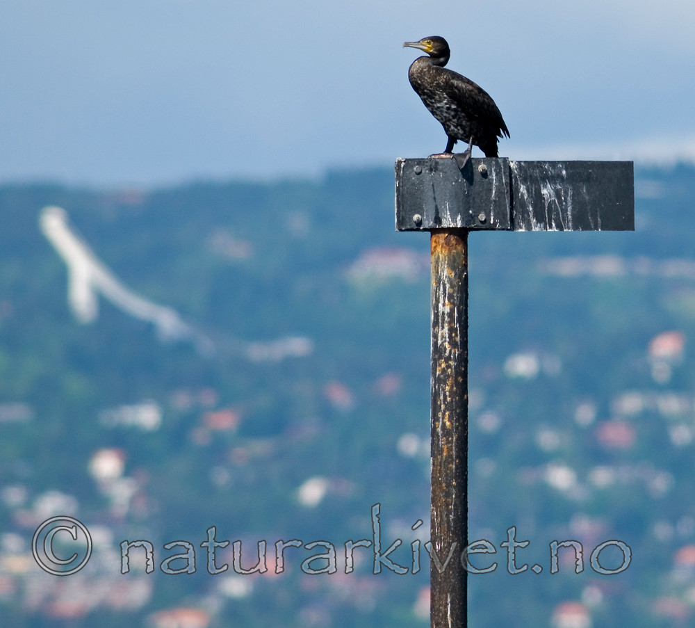 BB 07 0165 / Phalacrocorax carbo / Storskarv