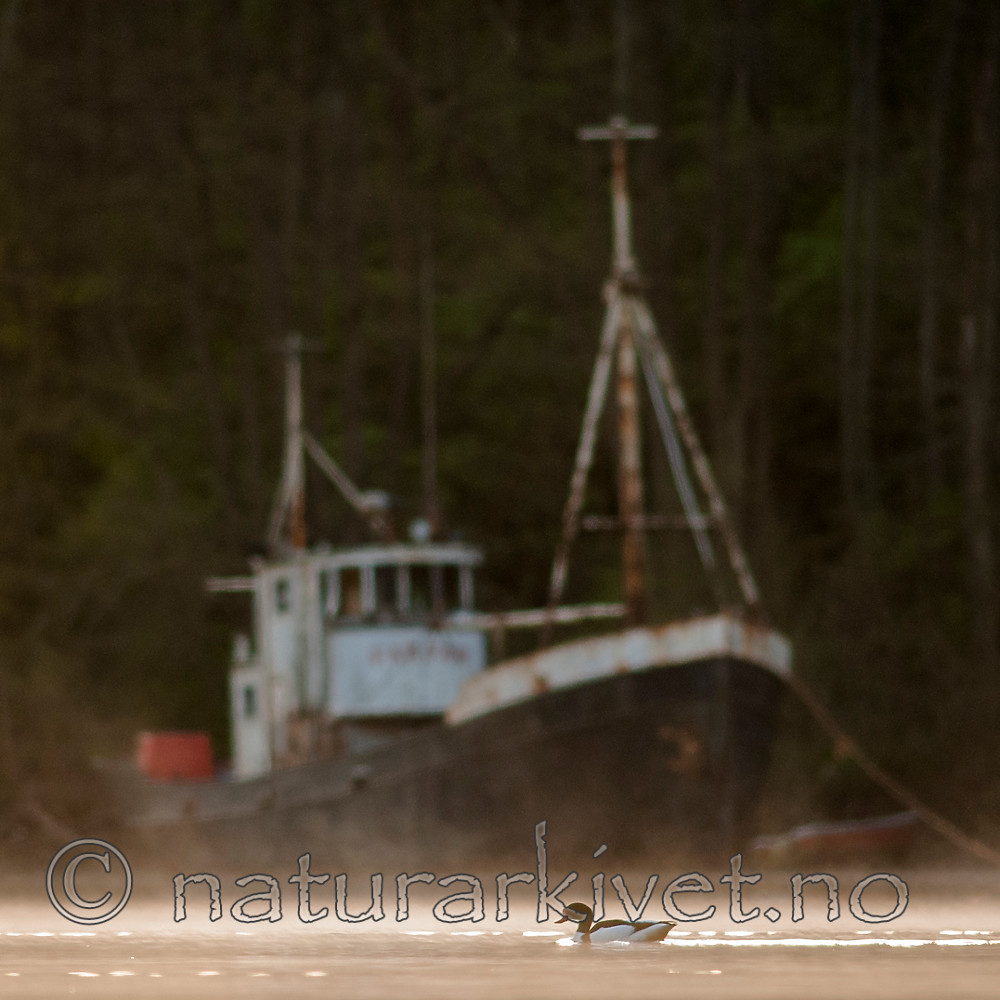 BB 07 0170 / Tadorna tadorna / Gravand