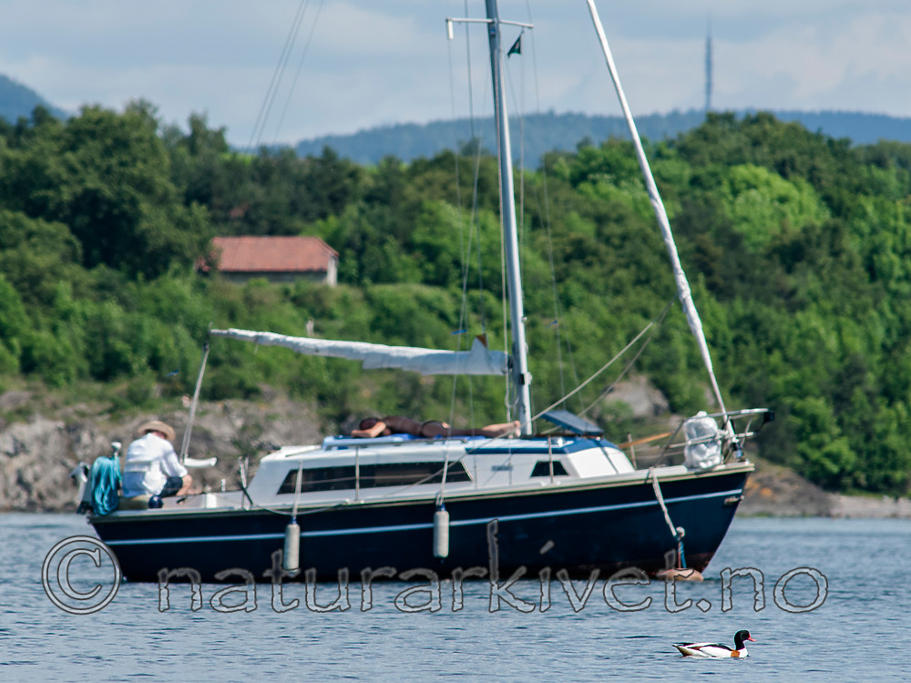 BB 07 0174 / Tadorna tadorna / Gravand