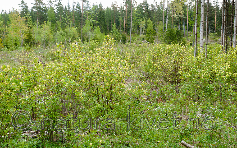 BB 07 0179 / Sambucus racemosa / Rødhyll