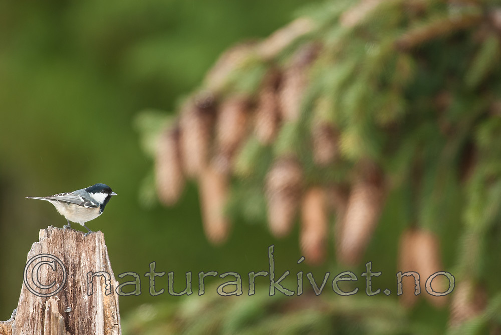 BB 07 0186 / Periparus ater / Svartmeis