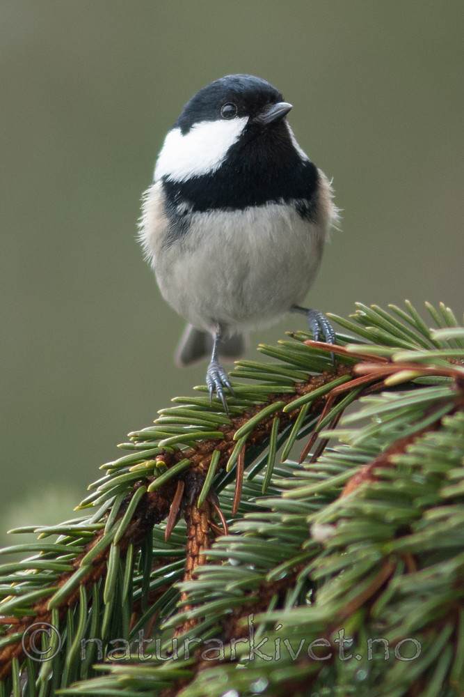 BB 07 0187 / Periparus ater / Svartmeis