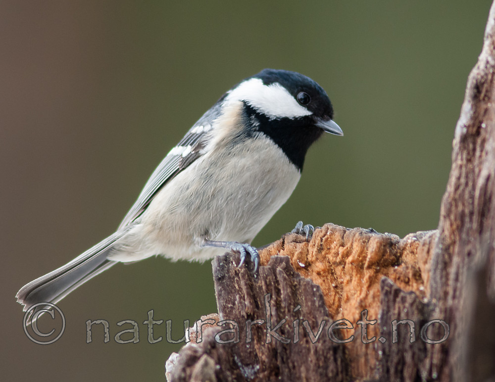 BB 07 0188 / Periparus ater / Svartmeis