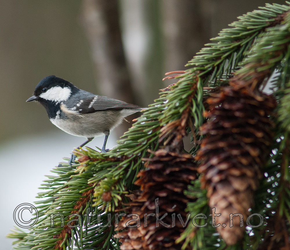 BB 07 0190 / Periparus ater / Svartmeis