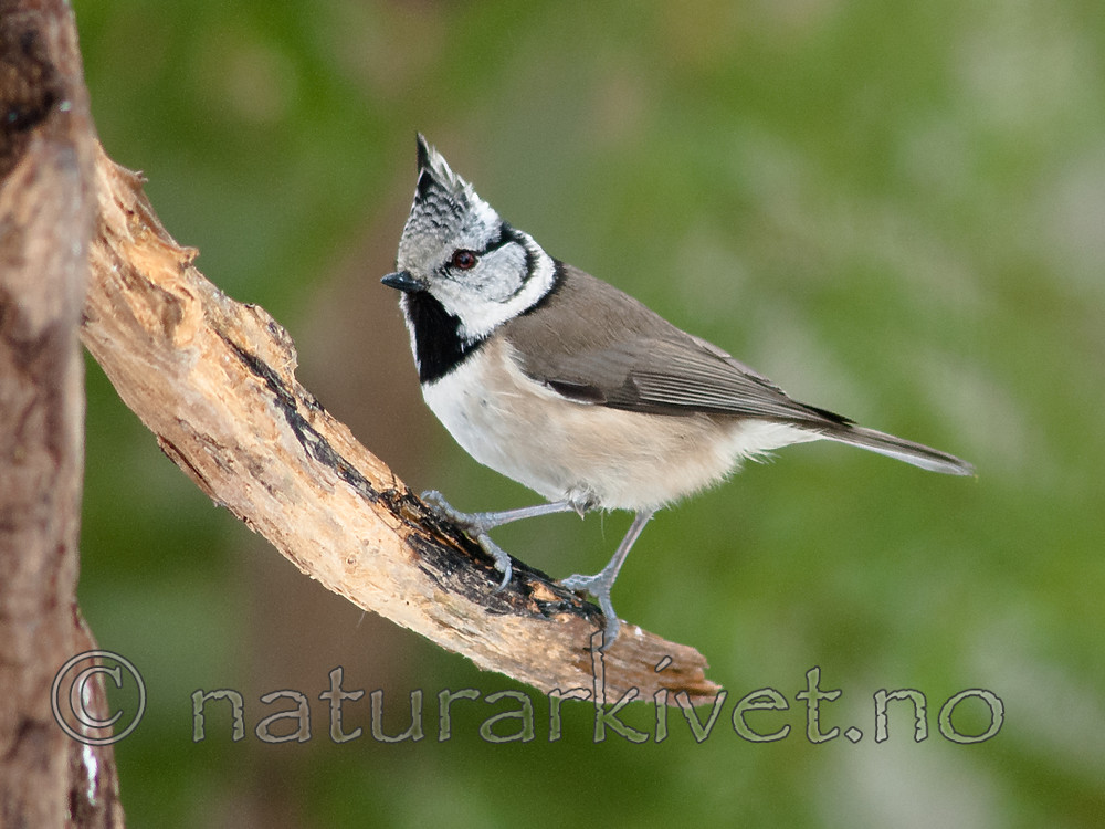 BB 07 0191 / Lophophanes cristatus / Toppmeis