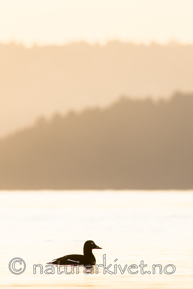 BB 07 0192 / Melanitta fusca / Sjøorre