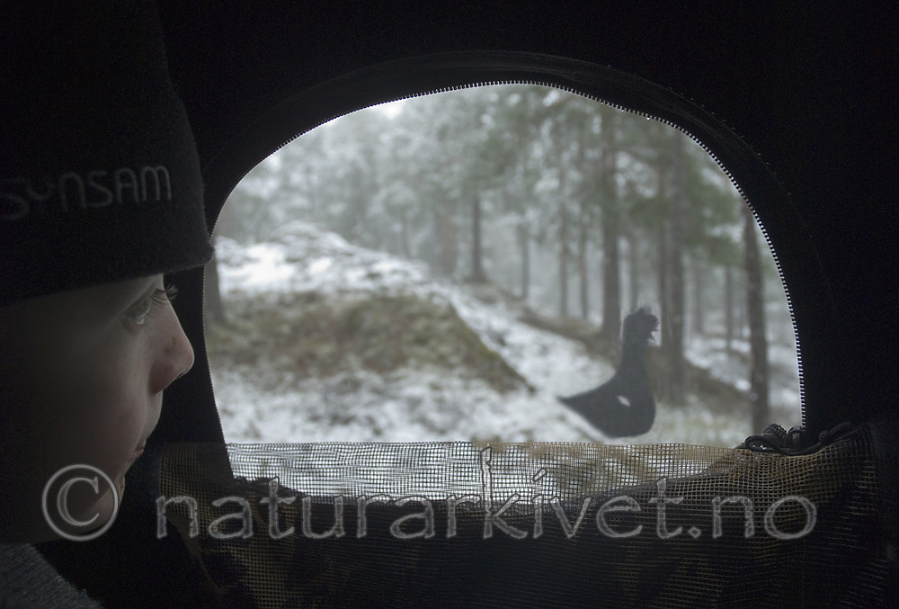 BB 07 0194 / Tetrao urogallus / Storfugl