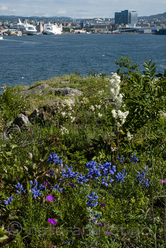 BB 07 0197 / Dracocephalum ruyschiana / Dragehode <br /> Filipendula vulgaris / Knollmjødurt <br /> Geranium sanguineum / Blodstorkenebb