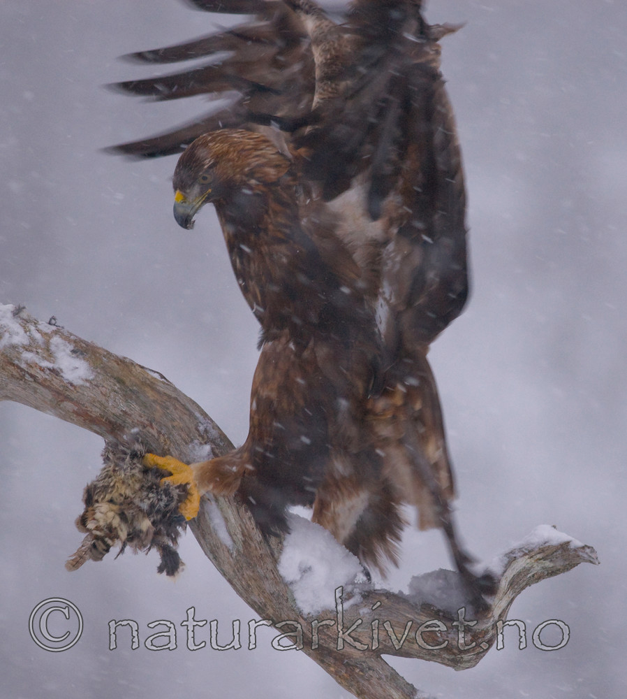 BB 08 0002 / Aquila chrysaetos / Kongeørn