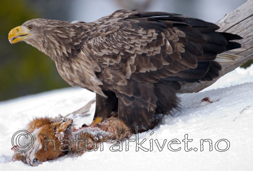 BB 08 0005 / Haliaeetus albicilla / Havørn <br /> Vulpes vulpes / Rødrev