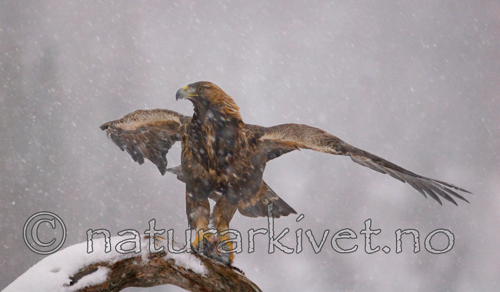 BB 08 0008 / Aquila chrysaetos / Kongeørn