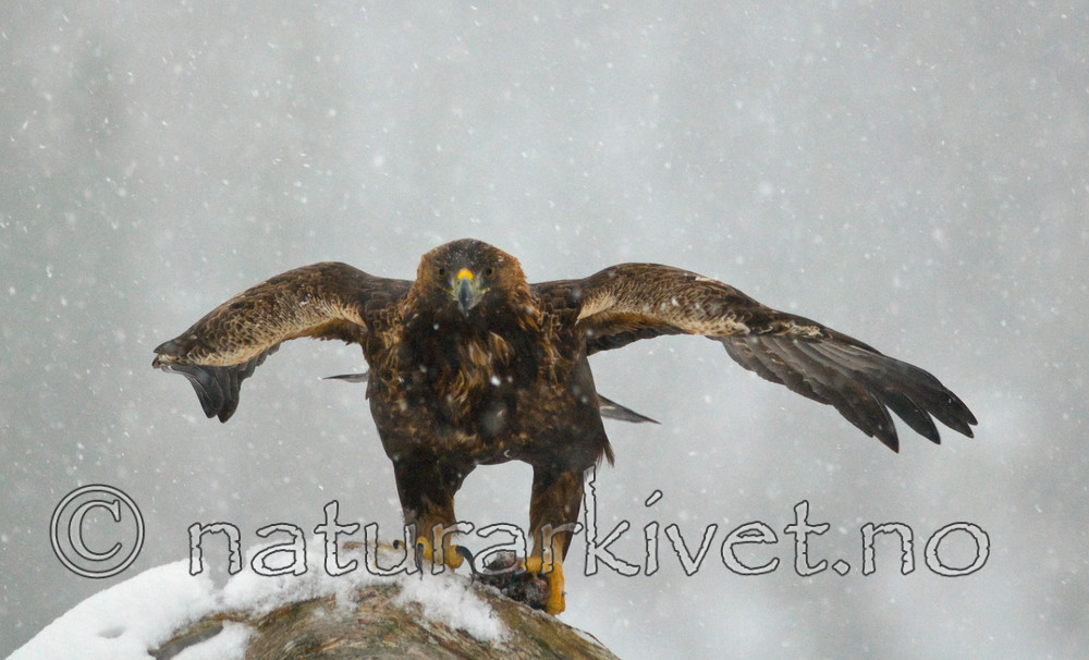 BB 08 0011 / Aquila chrysaetos / Kongeørn