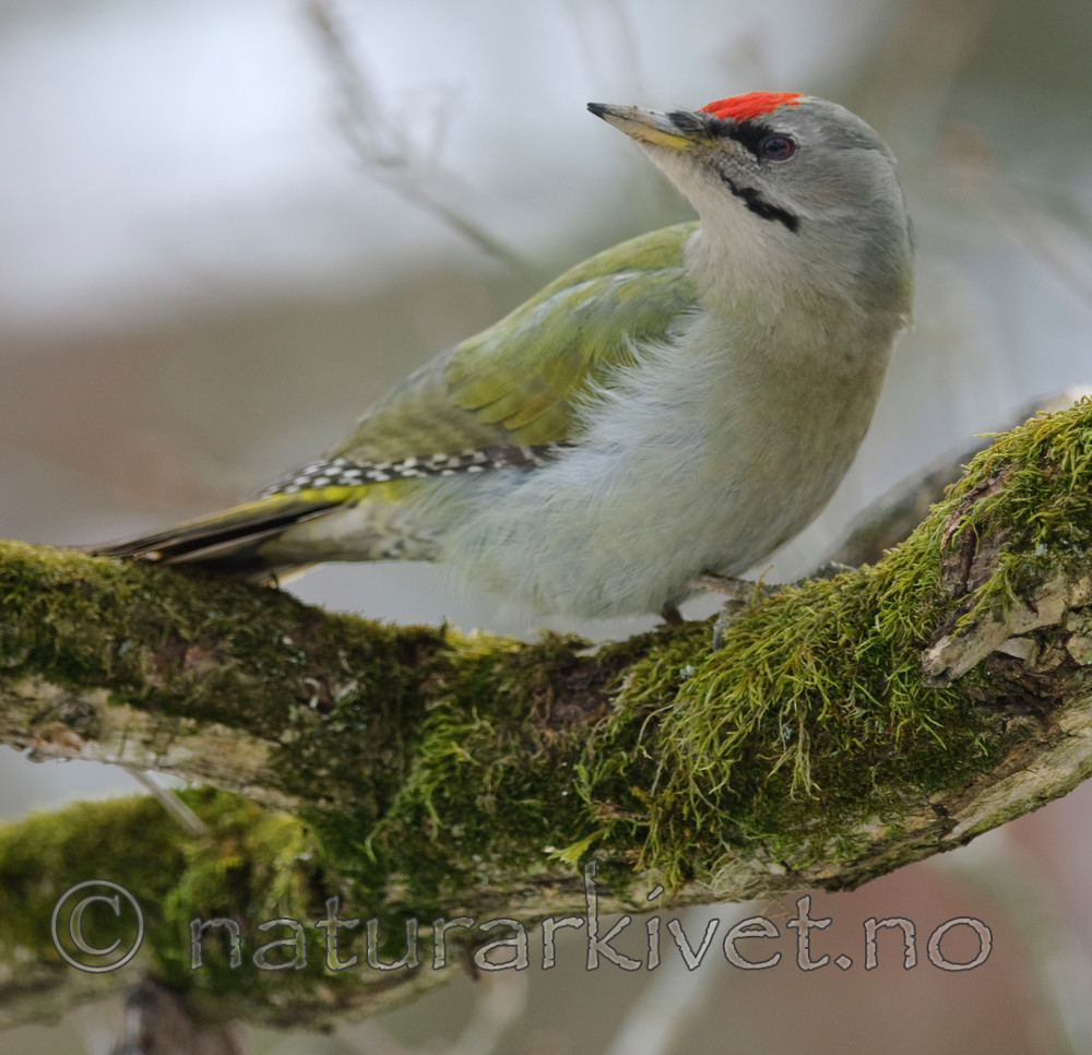 BB 08 0016 / Picus canus / Gråspett