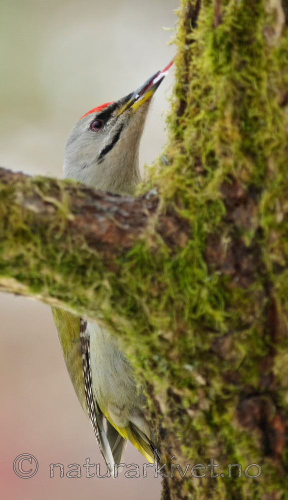 BB 08 0018 / Picus canus / Gråspett