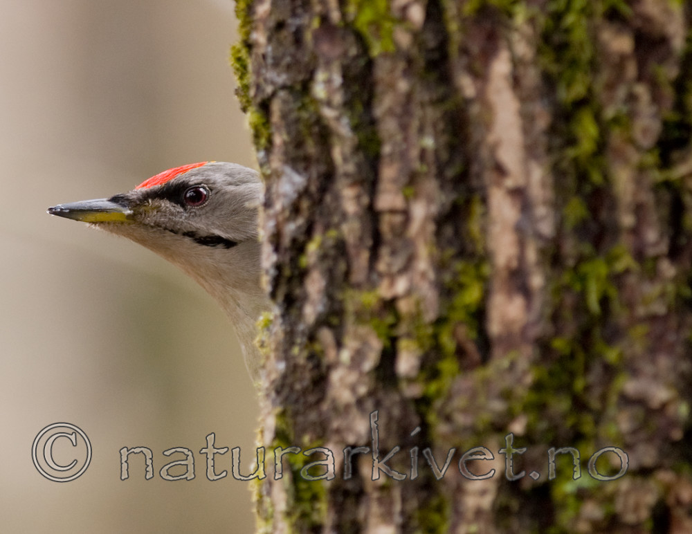 BB 08 0019 / Picus canus / Gråspett
