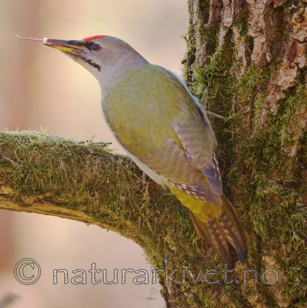 BB 08 0020 / Picus canus / Gråspett