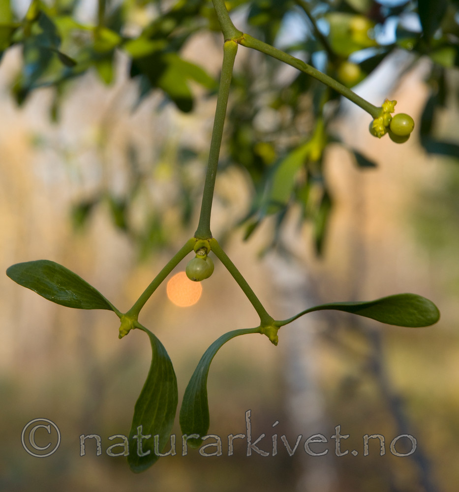 BB 08 0032 / Viscum album / Misteltein