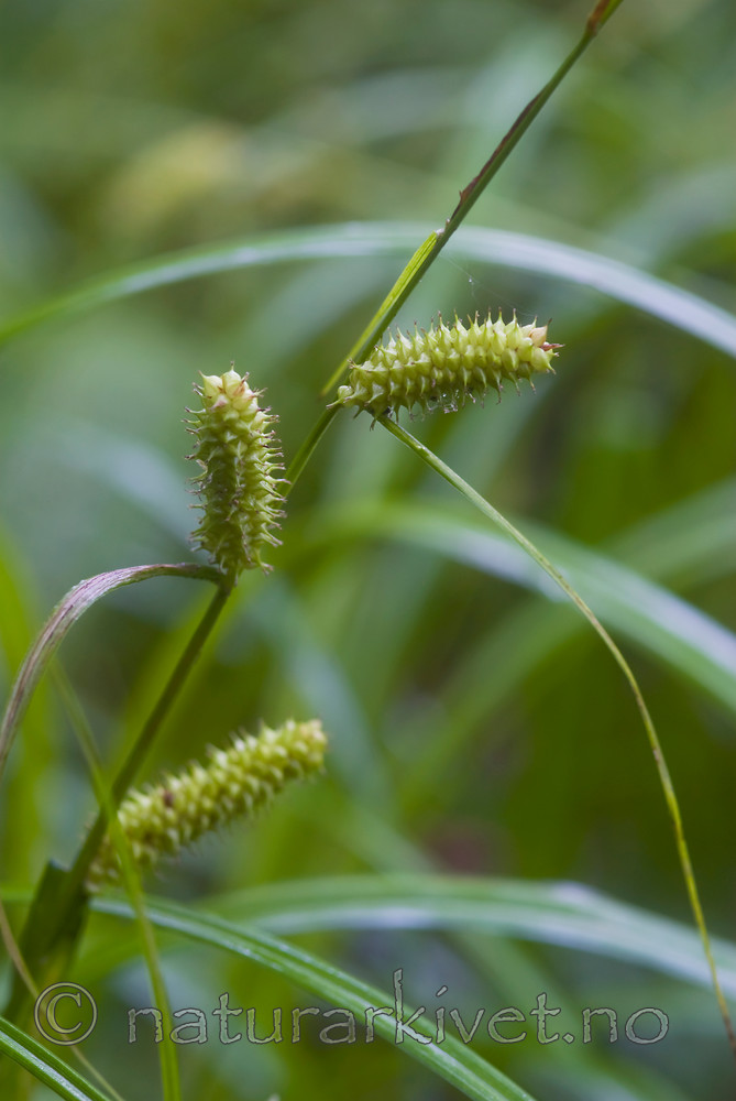 BB 08 0038 / Carex rhynchophysa / Blærestarr