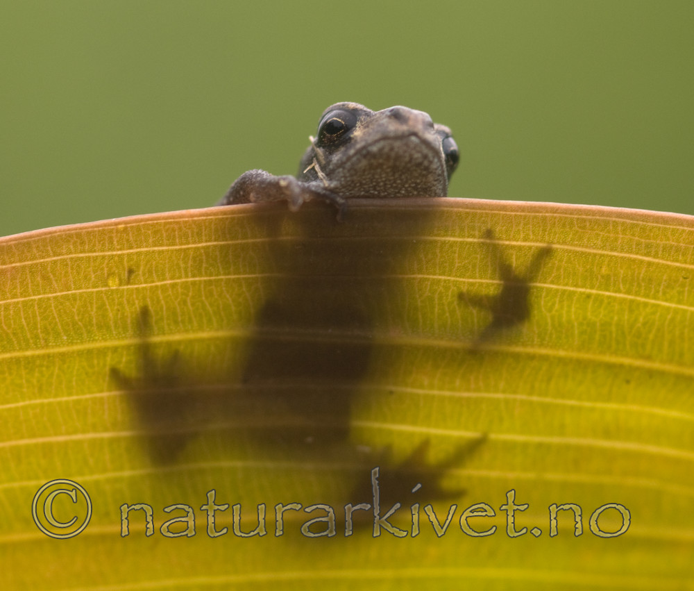 BB 08 0041 / Rana temporaria / Buttsnutefrosk