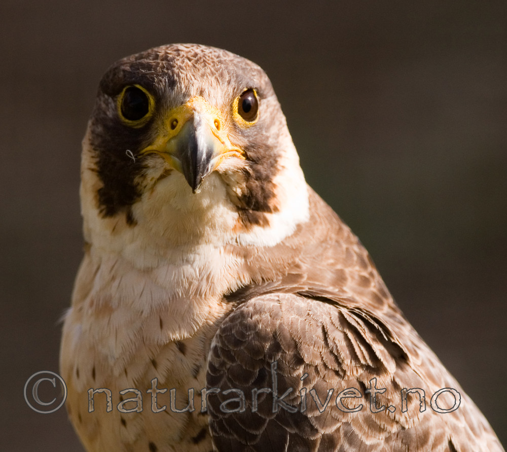 BB 08 0047 / Falco peregrinus / Vandrefalk