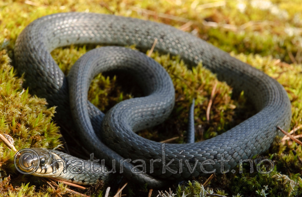 BB 08 0052 / Natrix natrix / Buorm