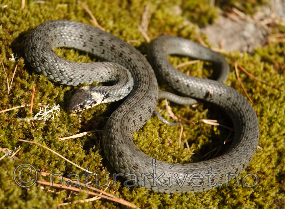 BB 08 0054 / Natrix natrix / Buorm