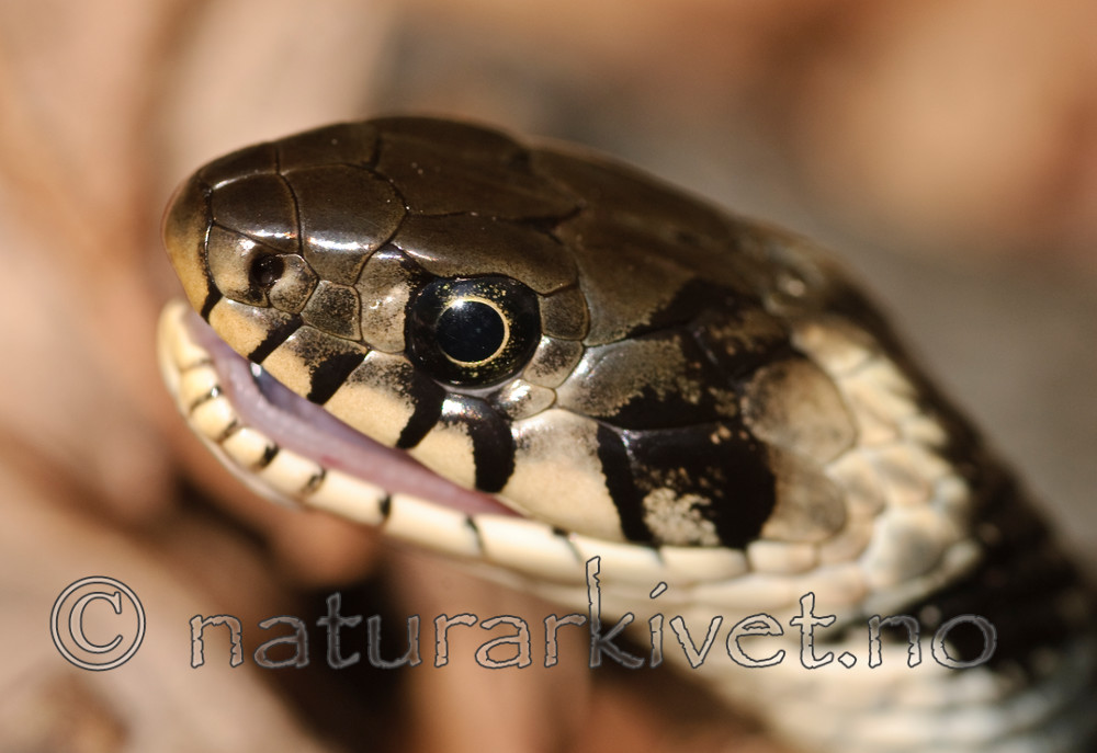 BB 08 0055 / Natrix natrix / Buorm