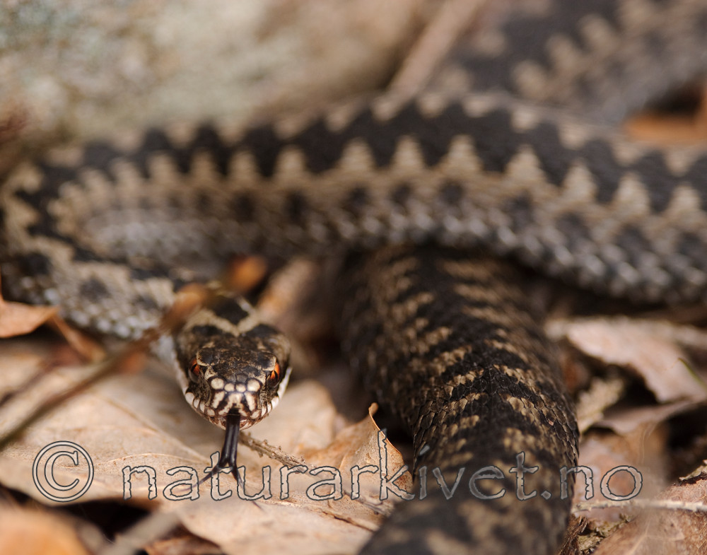 BB 08 0058 / Vipera berus / Hoggorm