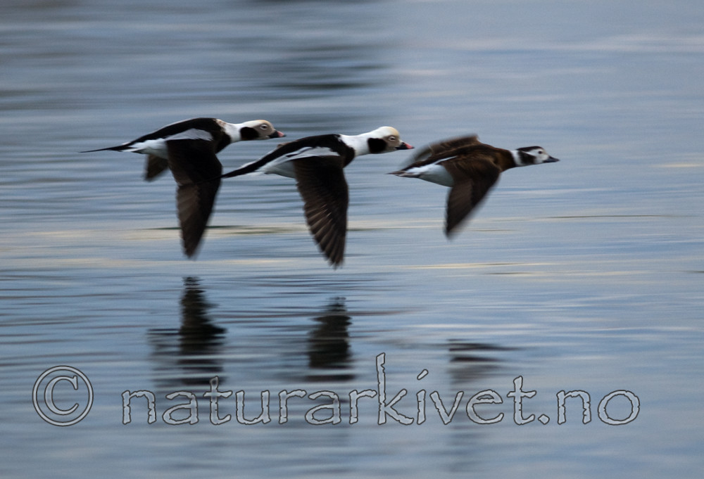 BB 08 0069 / Clangula hyemalis / Havelle