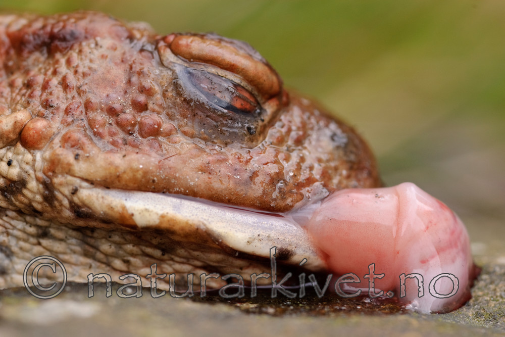 BB 08 0070 / Bufo bufo / Nordpadde